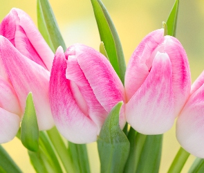 Tulipany, Pąki, Różowe