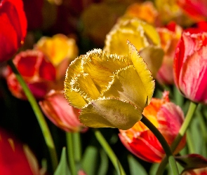 Kwiaty, Rozwinięty, Żółty, Tulipany