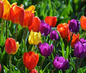 Tulipany, Kolorowe