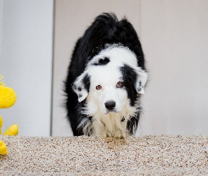 Border collie, Maskotki, Schody