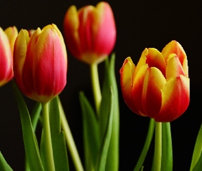 Tulipany, Czerwono-żółte
