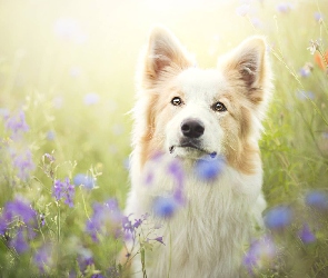Łąka, Kwiaty, Border collie