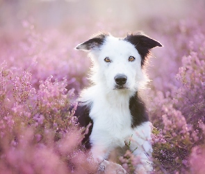 Wrzos, Border collie