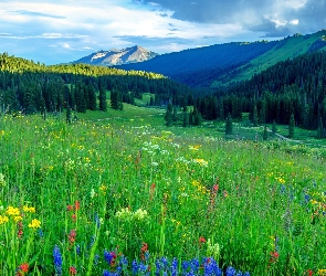 Kwiaty, Łąki, Kolorado, Ścieżki, Lasy, Stany Zjednoczone, Góry