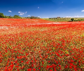 Francja, Maki, Pole, Makowe, Valensole