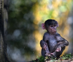 Pawian, Małpa