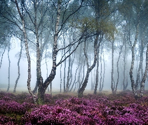 Stanton Moor, Mgła, Park Narodowy Peak District, Anglia, Wrzosowisko, Drzewa, Las, Brzozy, Jesień