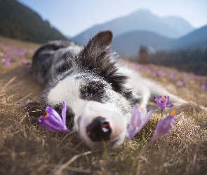 Góry, Krokusy, Border collie, Spiący, Łąka, Trawa