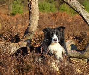 Border collie, Konary, Rośliny, Łąka