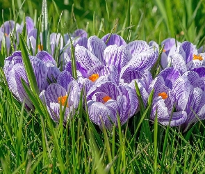 Szafran, Wiosna, Krokus