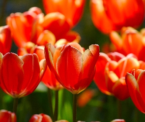 Przyroda, Tulipany, Kwiaty
