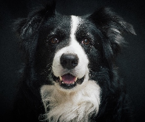 Border collie, Pyszczek