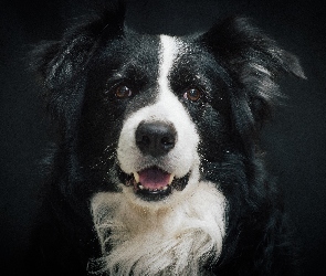 Pyszczek, Border collie