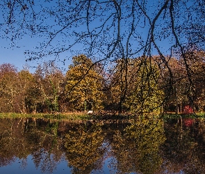 Rzeka, Odbicie, Gałęzie, Drzewa