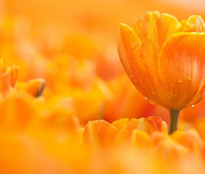 Tulipany, Kropelki