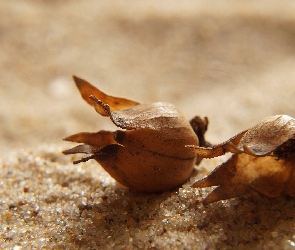 Rośliny, Piasek, Uschnięte