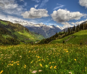 Dolina Surselva, Dolina, Szwajcaria, Kwiaty, Góry, Łąka, Wiosna, Wioska