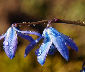 Niebieskie, Wody, Krople, Cebulica Syberyjska, Kwiaty