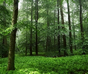 Wiosna, Rośliny, Las, Drzewa