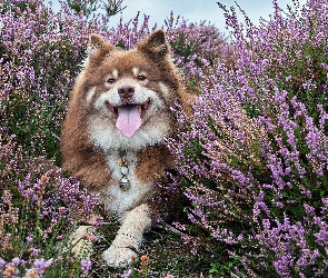 Wrzos, Fiński lapphund