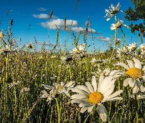 Lato, Niebo, Rumianki, Łąka