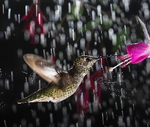 Koliber, Deszcz, Kwiat