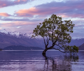 Jezioro Wanaka, Drzewo, Pochylone, Góry, Nowa Zelandia