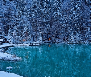 Świerki, Drzewa, Dolina Kandera, Szwajcaria, Zima, Jezioro Blausee