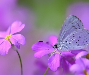 Makro, Kwiaty, Motyl, Modraszek wieszczek