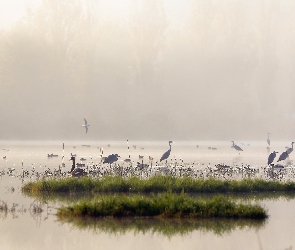 Jezioro, Kaczki, Ptaki, Czaple, Mgła