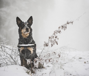 Zima, Rośliny, Gałązki, Śnieg, Australian cattle dog