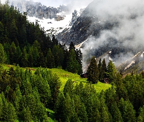 Szwajcaria, Mgła, Lasy, Góry Alpy