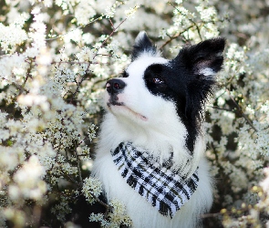 Kwiaty, Chustka, Border collie