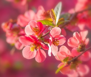 Kwiaty, Pigwa, Gałązka