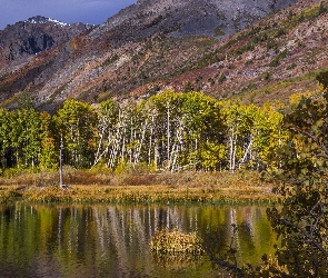 Kalifornia, Drzewa, Góry, Jezioro Lundy Lake, Stany Zjednoczone