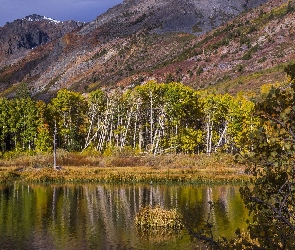 Stany Zjednoczone, Drzewa, Jezioro Lundy Lake, Góry, Kalifornia