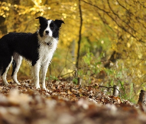 Drzewa, Liście, Border collie, Polana