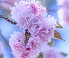 Gałązka, Wiśnia japońska, Kwiaty