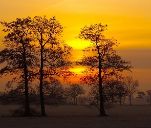 Drzewa, Zachód słońca, Mgła