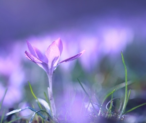 Fioletowy, Kwiatek, Krokus