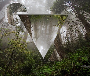 Las, Efekty, Mgła, Drzewa, Grafika 3D