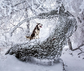 Zima, Siberian Husky, Drzewa, Pies, Zaśnieżone