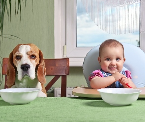 Dziecko, Śmieszne, Beagle, Jedzenie, Pies