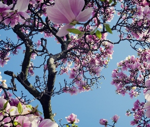 Magnolia, Wiosna, Kwiaty