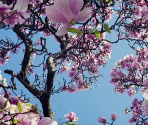 Kwiaty, Wiosna, Magnolia