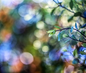 Bokeh, Światło, Gałązki, Liście