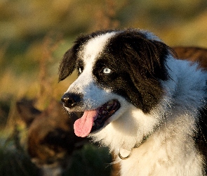 Język, Pysk, Border collie, Głowa