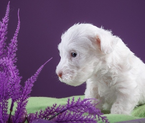 Biały, Sealyham Terrier, Pies, Szczeniaczek, Mały