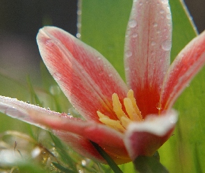 Tulipan botaniczny, Kwitnący