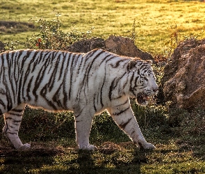 Biały, Tygrys